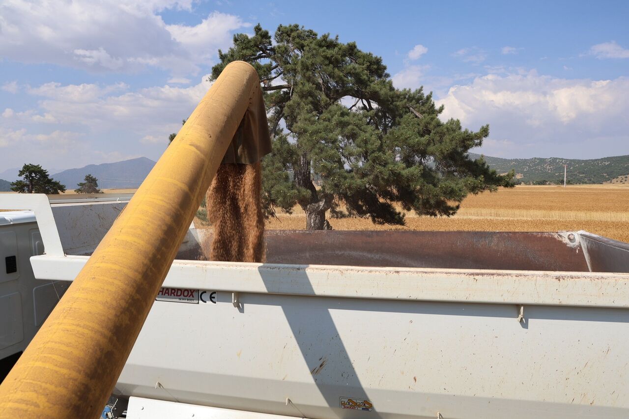 Saimbeyli’de Atıl Arazilerde Yerli Buğday Bereketi Hedef 1000 Dönüm (7)