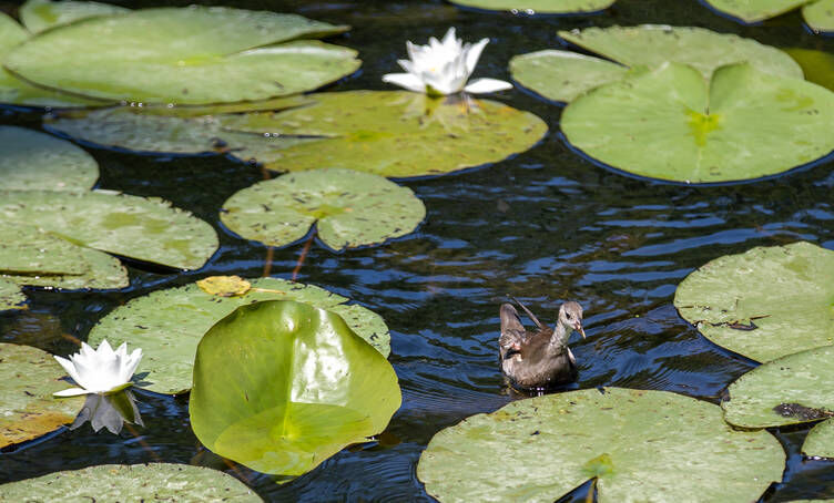 Sakarya’da Acarlar Longozu Ziyaretçi Rekoru Kırıyor (1)