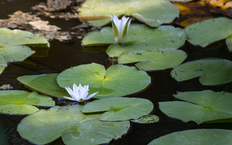 Sakarya’da Acarlar Longozu Ziyaretçi Rekoru Kırıyor (2)