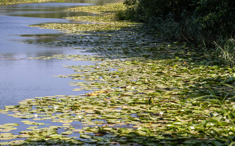 Sakarya’da Acarlar Longozu Ziyaretçi Rekoru Kırıyor (4)