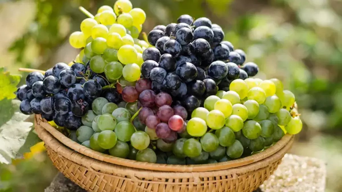 Üzüm Fiyatları