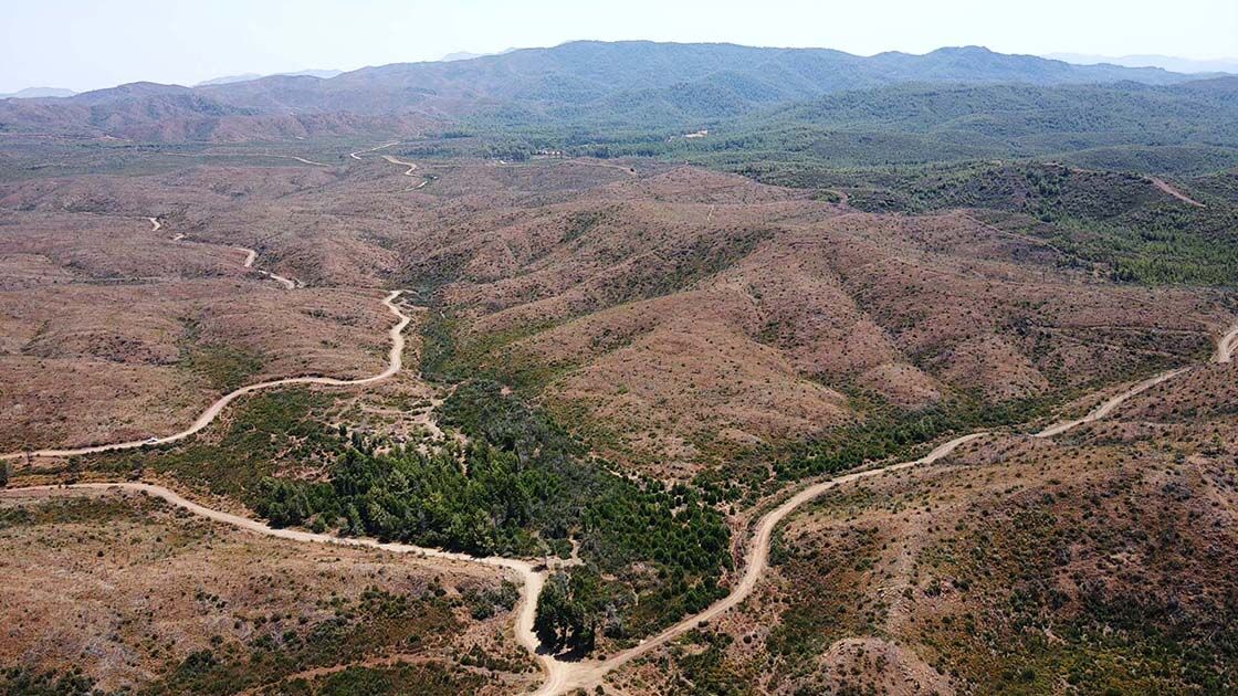 Yanan Ormanlar Yeniden Yeşeriyor Doğa Canlanıyor (2)