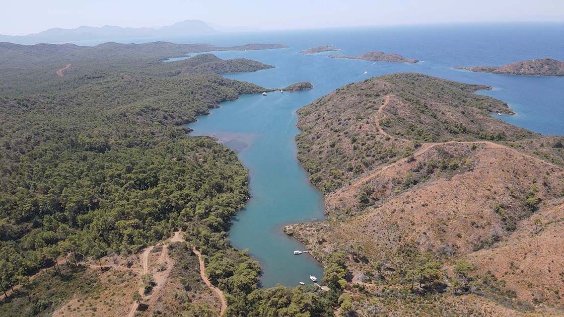 Yanan Ormanlar Yeniden Yeşeriyor Doğa Canlanıyor (3)