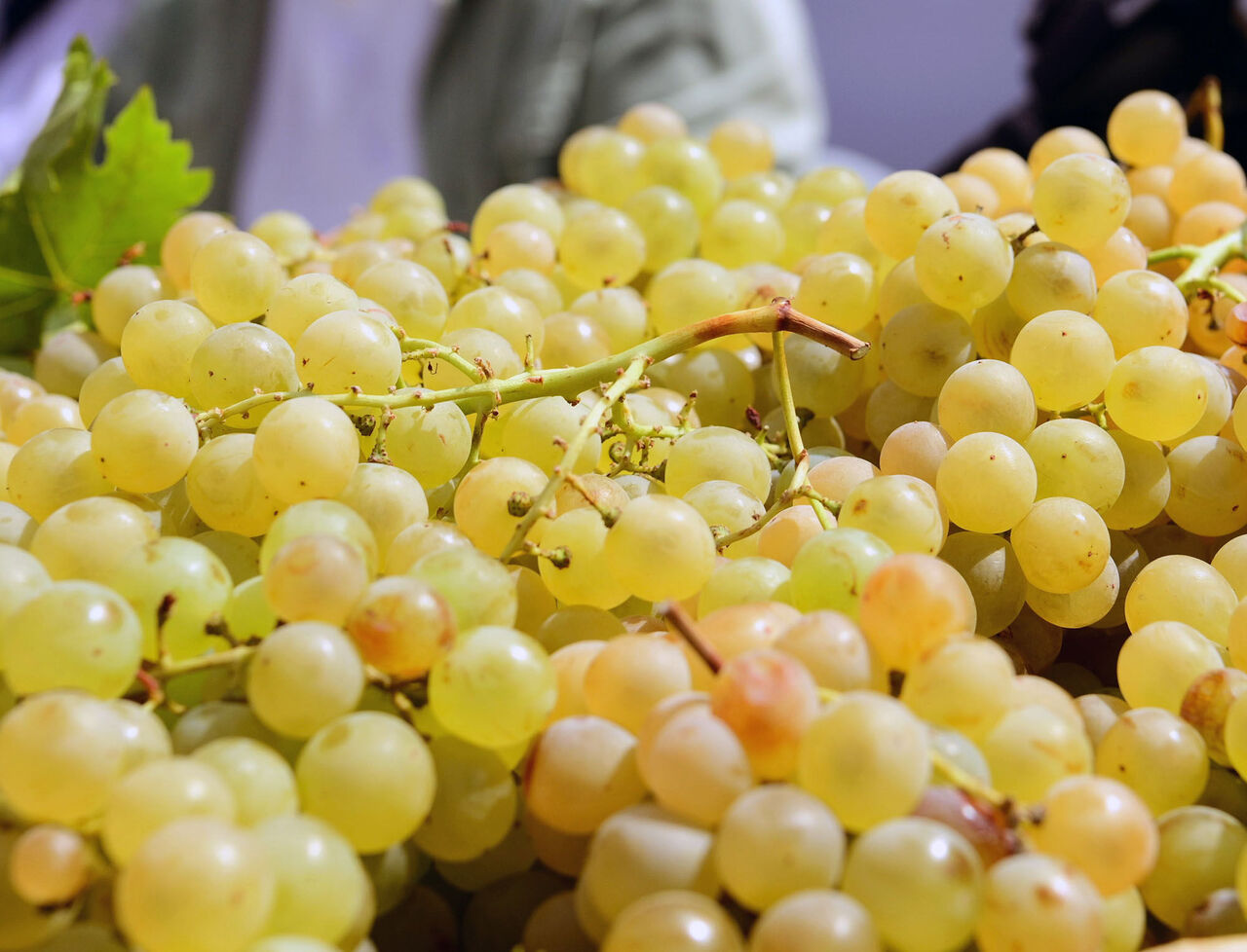 Bertiz Boyalı Güreş Festivali (2)