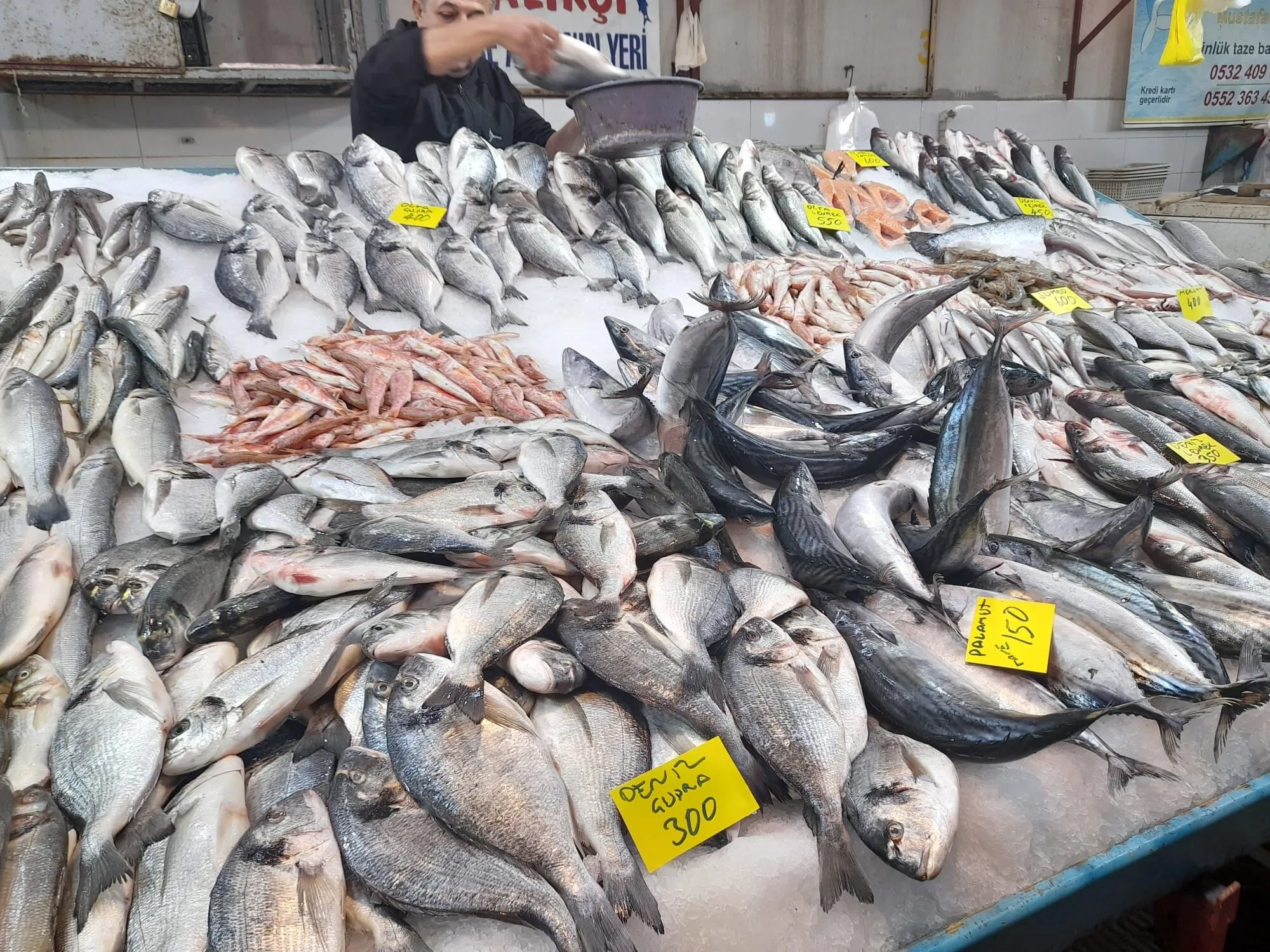 En Sağlıklı Balık Listesi Açıklandı! İşte Uzmanların ‘Altın Değerinde’ Önerdiği Türler (2)