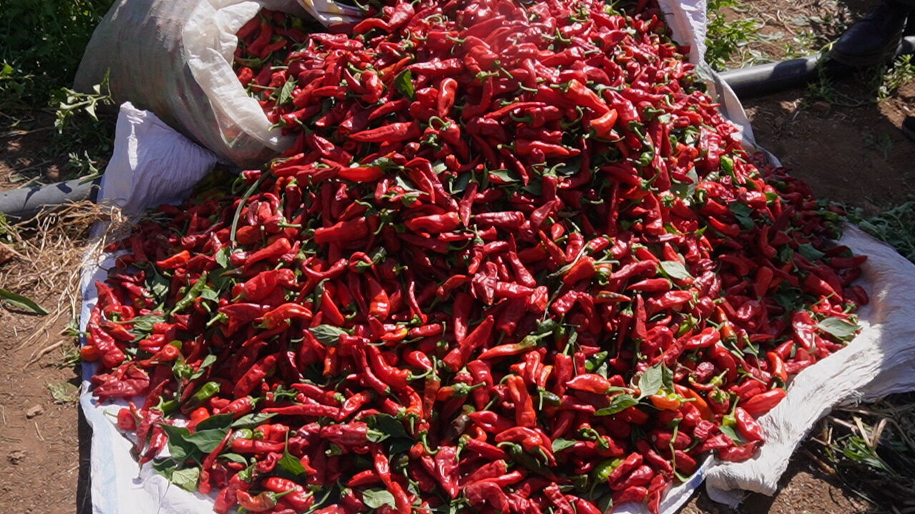 Fırat Görgel'den Çiftçilere Müjde Maraş Biberi'ne Desteklerimiz Artarak Devam Edecek! (4)