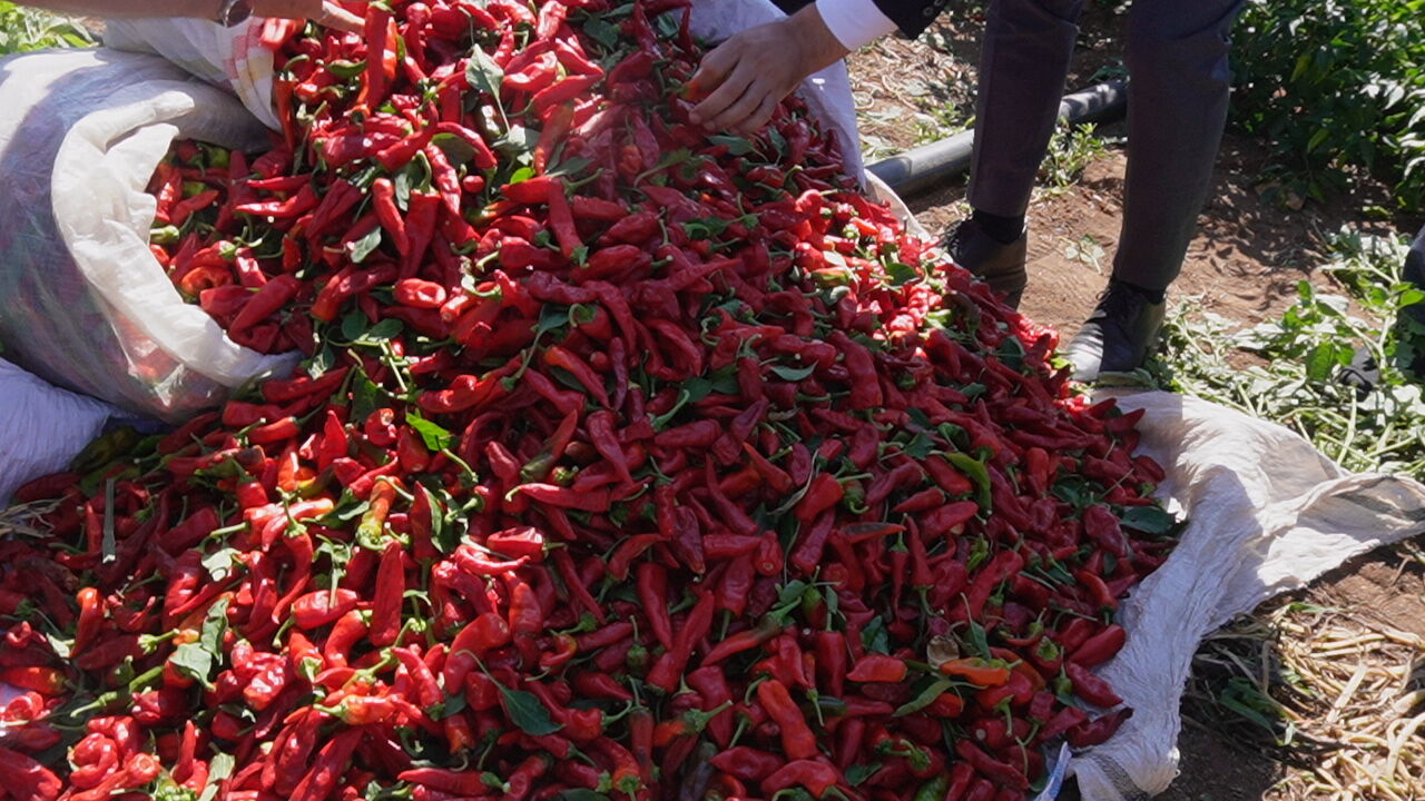 Fırat Görgel'den Çiftçilere Müjde Maraş Biberi'ne Desteklerimiz Artarak Devam Edecek! (5)