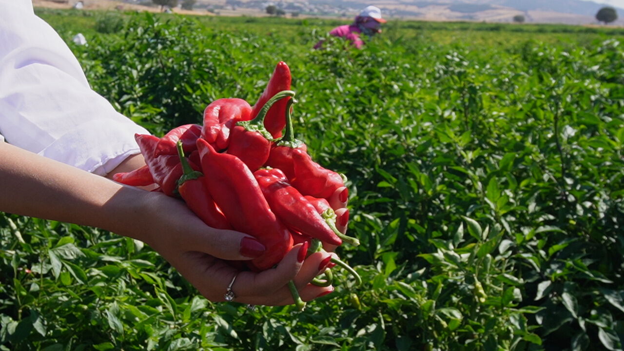 Fırat Görgel'den Çiftçilere Müjde Maraş Biberi'ne Desteklerimiz Artarak Devam Edecek! (6)