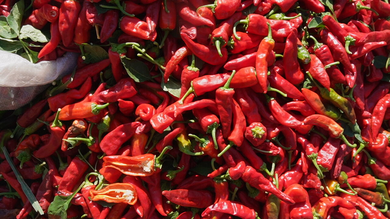 Fırat Görgel'den Çiftçilere Müjde Maraş Biberi'ne Desteklerimiz Artarak Devam Edecek! (7)