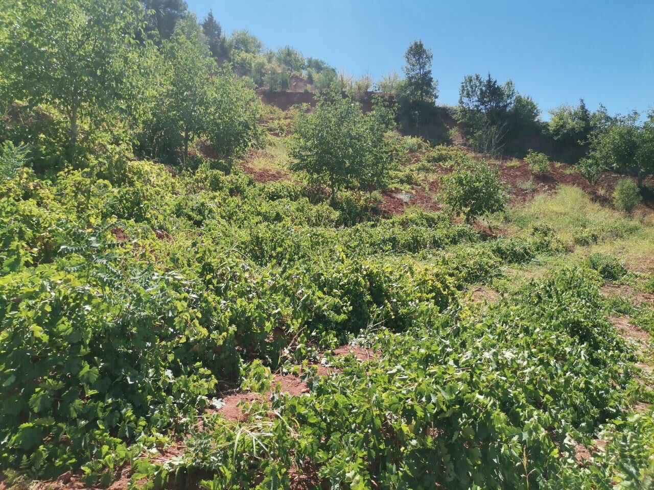 Kahramanmaraş’ta Coğrafi İşaretli Bertiz Kabarcık Üzümünde Hasat Başladı (2)