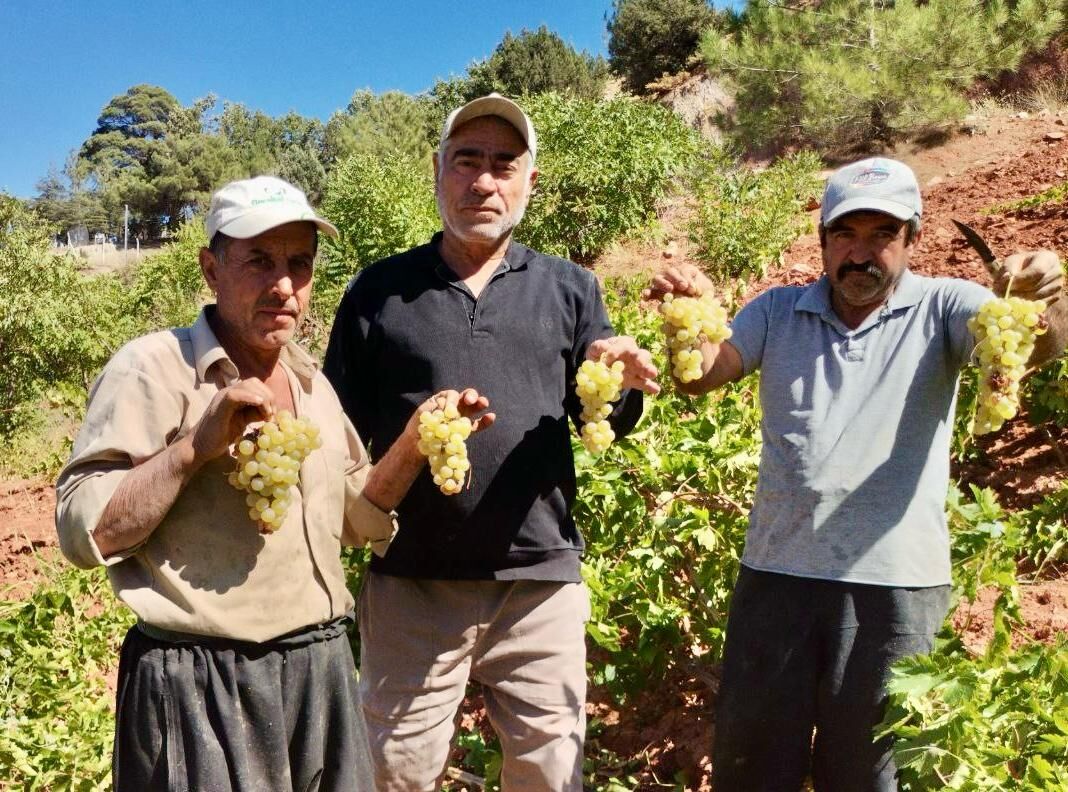 Kahramanmaraş’ta Coğrafi İşaretli Bertiz Kabarcık Üzümünde Hasat Başladı (3)