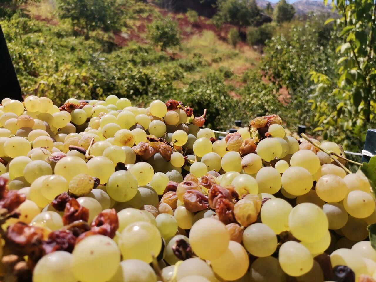 Kahramanmaraş’ta Coğrafi İşaretli Bertiz Kabarcık Üzümünde Hasat Başladı (4)