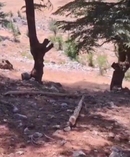 Kahramanmaraş’ta Ormanlık Alanda Ağaç Kesen 2 Kişi Yakalandı (2)