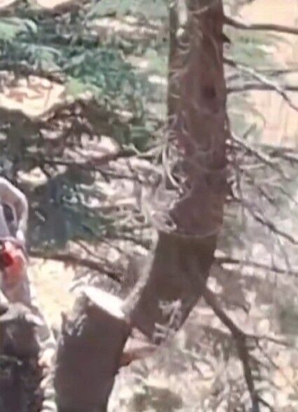 Kahramanmaraş’ta Ormanlık Alanda Ağaç Kesen 2 Kişi Yakalandı (3)