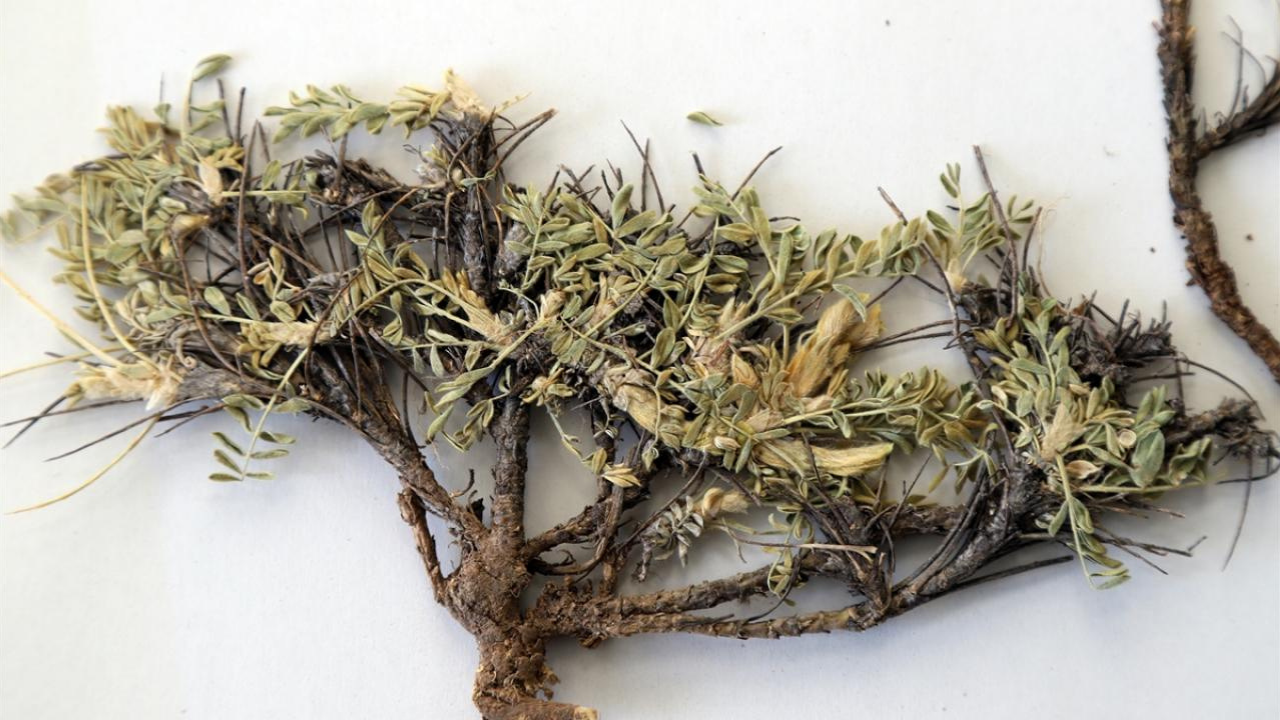 Kahramanmaraş'ta Şifalı Ot Geleneği Dağlardan Sofralara Uzanan Doğal Şifa-3