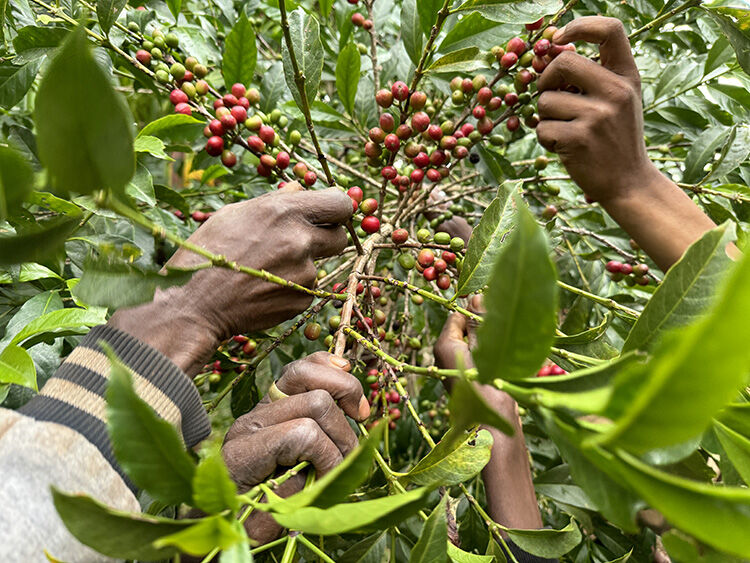 Tarladan Fincana Kahvenin Kültürel Miras Ve Küresel Ticaret Yolculuğu (3)