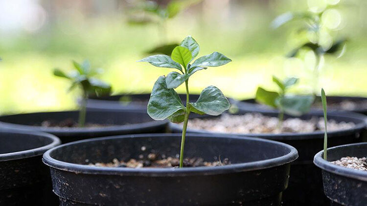 Tarladan Fincana Kahvenin Kültürel Miras Ve Küresel Ticaret Yolculuğu (4)