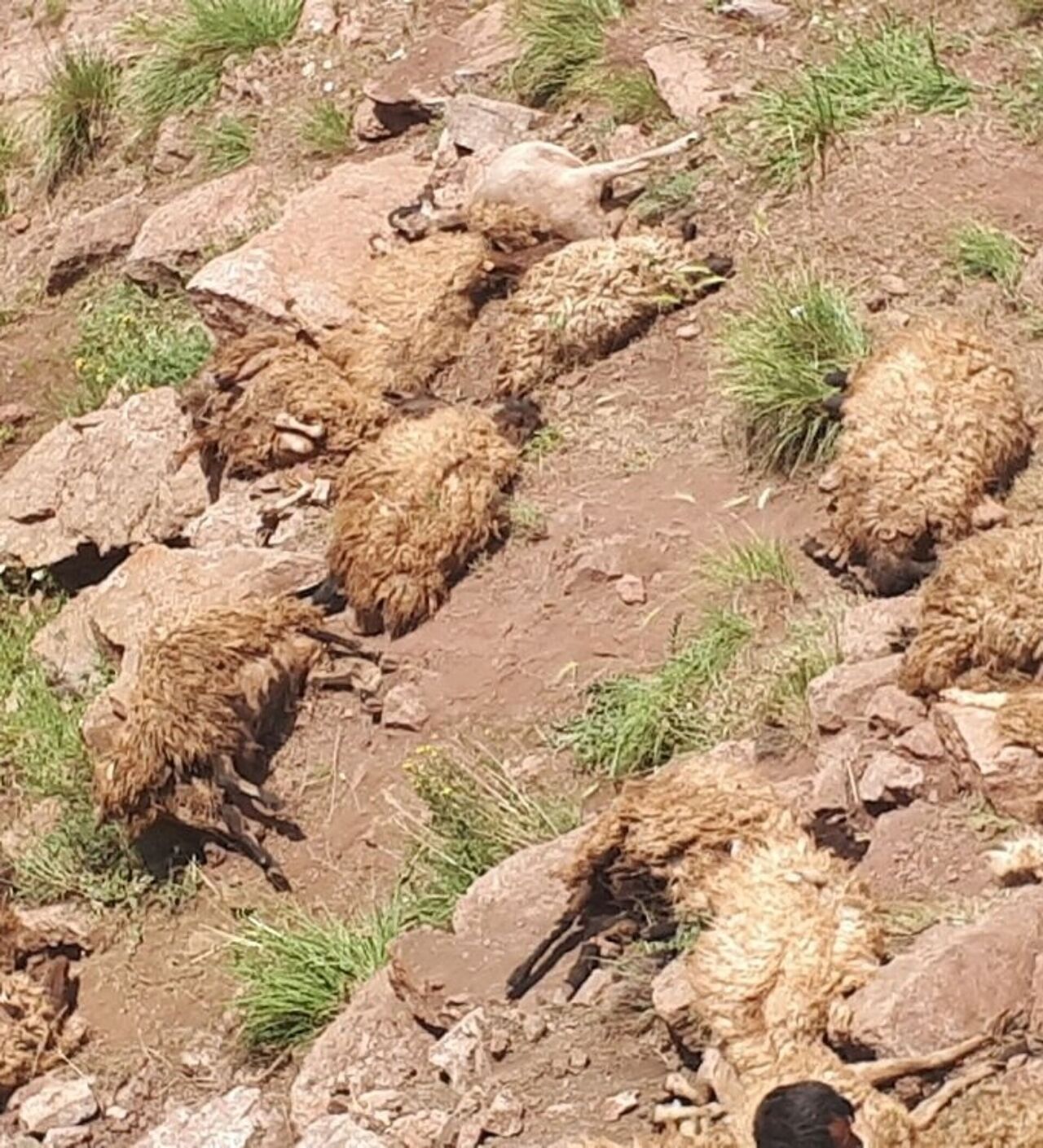 Van’da Koyun Sürüsü Faciası 334 Hayvan Telef Oldu (1)