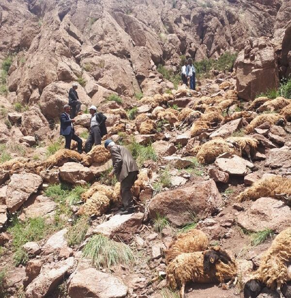 Van’da Koyun Sürüsü Faciası 334 Hayvan Telef Oldu (2)