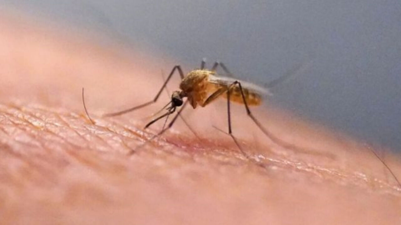 İzlanda’da İlk Kez Sivrisinek Görüldü Küresel Isınmanın Yeni Sinyali Mi (2)