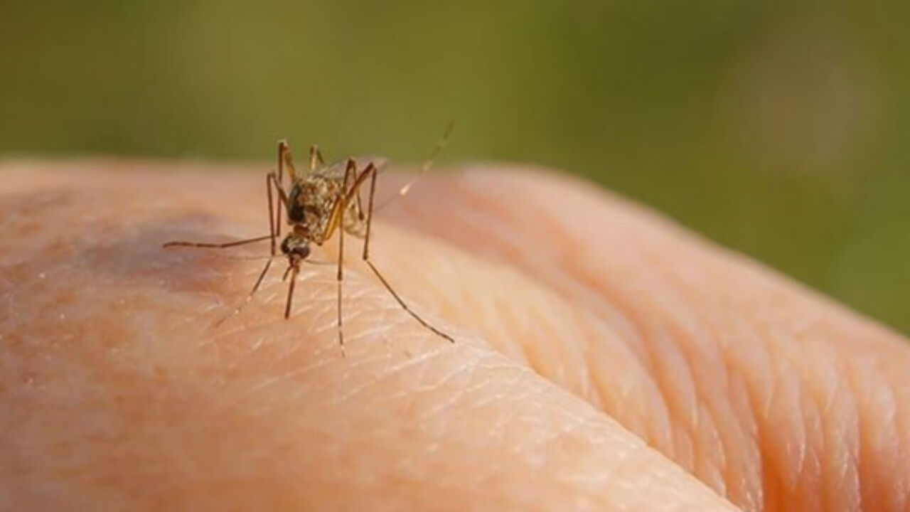 İzlanda’da İlk Kez Sivrisinek Görüldü Küresel Isınmanın Yeni Sinyali Mi (3)