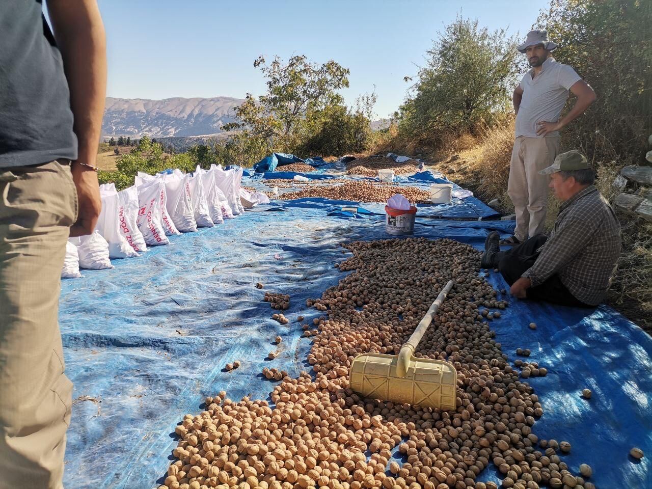 Kahramanmaraş’ta Coğrafi Tescilli Ceviz Hasadı Başladı (3)