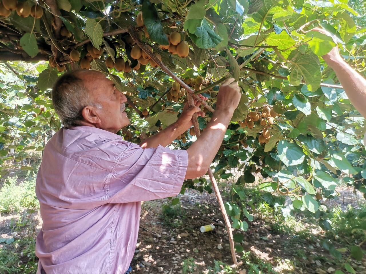 Kahramanmaraş’ta Fındık Hasadı Başladı (1)