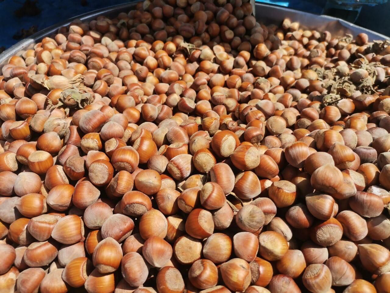 Kahramanmaraş’ta Fındık Hasadı Başladı (4)