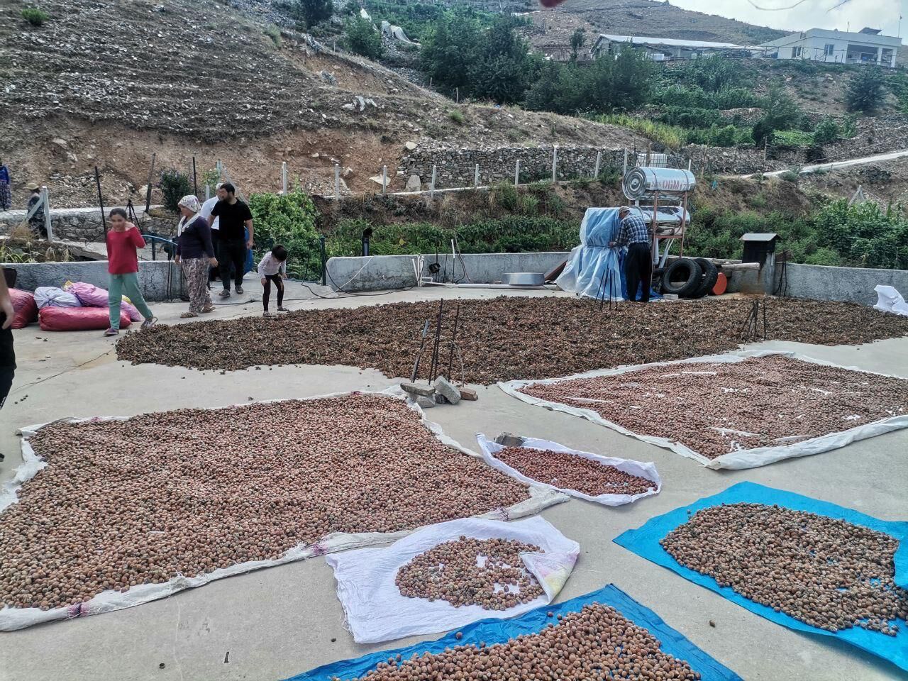 Kahramanmaraş’ta Fındık Hasadı Başladı (5)