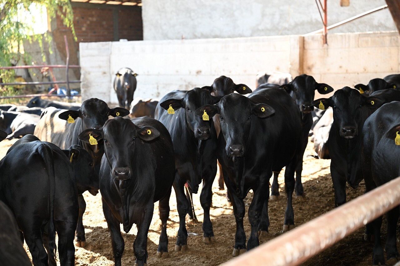 Kahramanmaraş'ta İthal Hayvan Denetimleri Sıkı Takip Altında (2)
