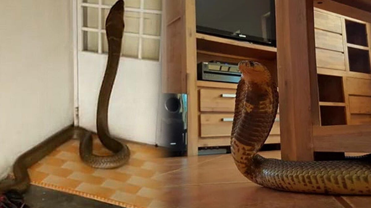 Yılanlar Bu Keskin Kokulardan Kaçıyor Doğal Önlemler Açıklandı (1)