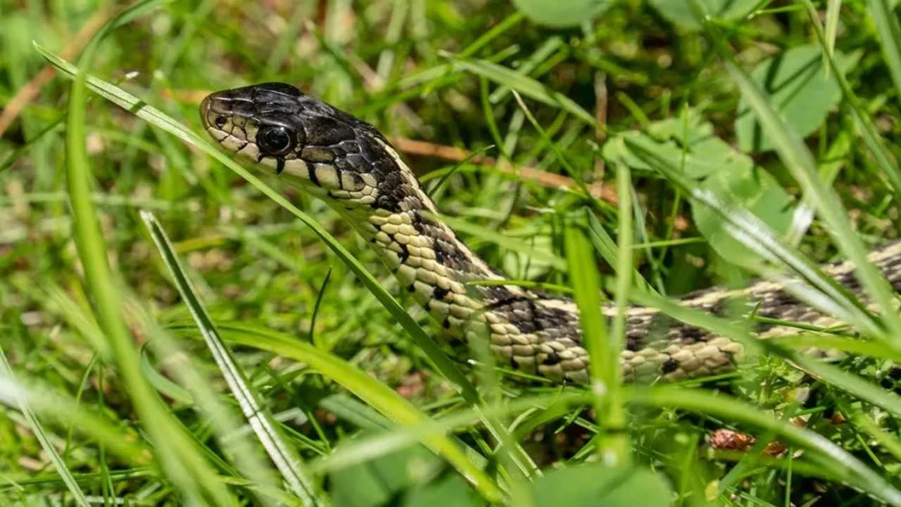 Yılanlar Bu Keskin Kokulardan Kaçıyor Doğal Önlemler Açıklandı (2)