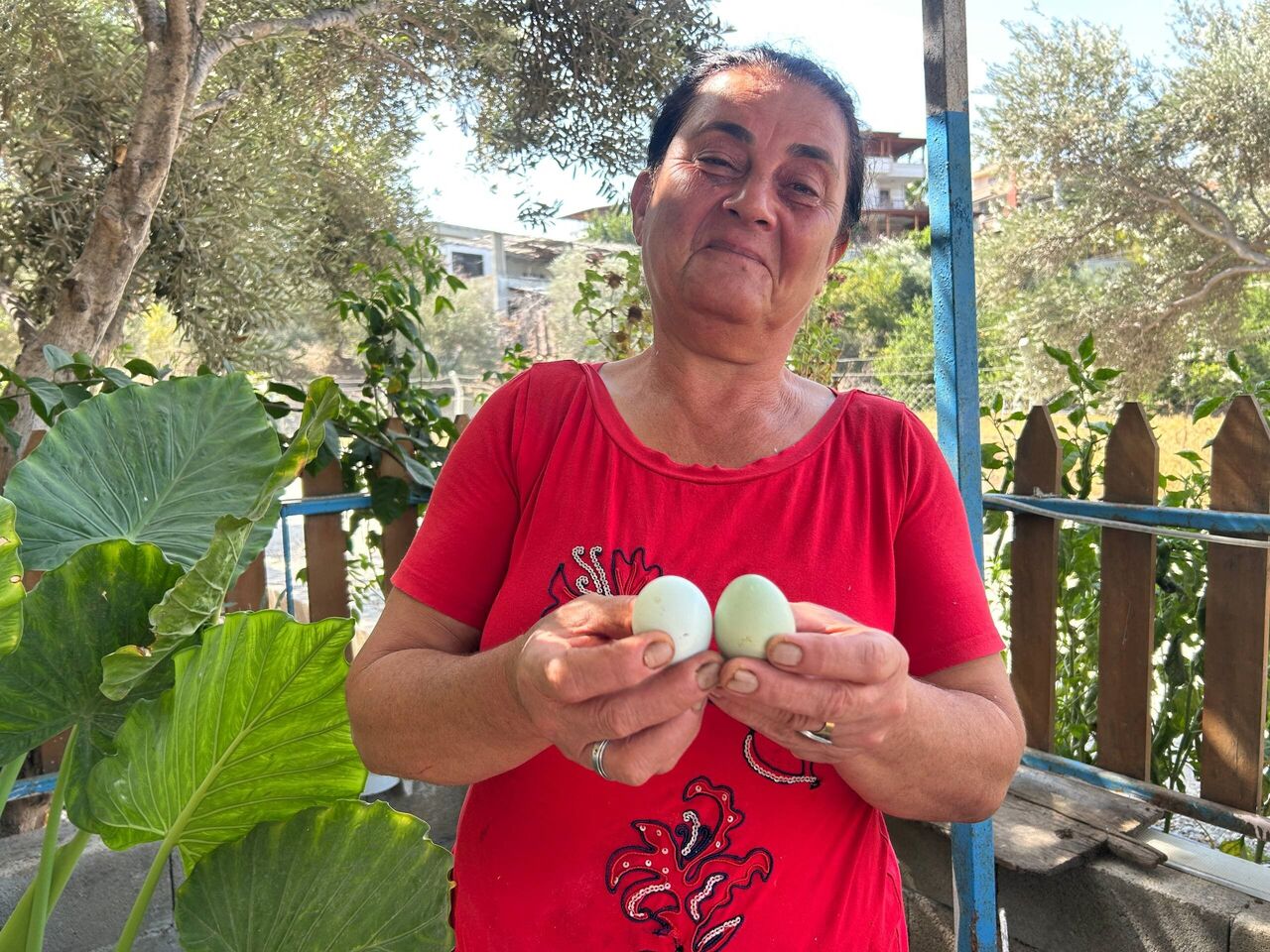 10 Yıldır Gözü Gibi Baktığı Tavuklar Mavi Yumurta Üretiyor (2)