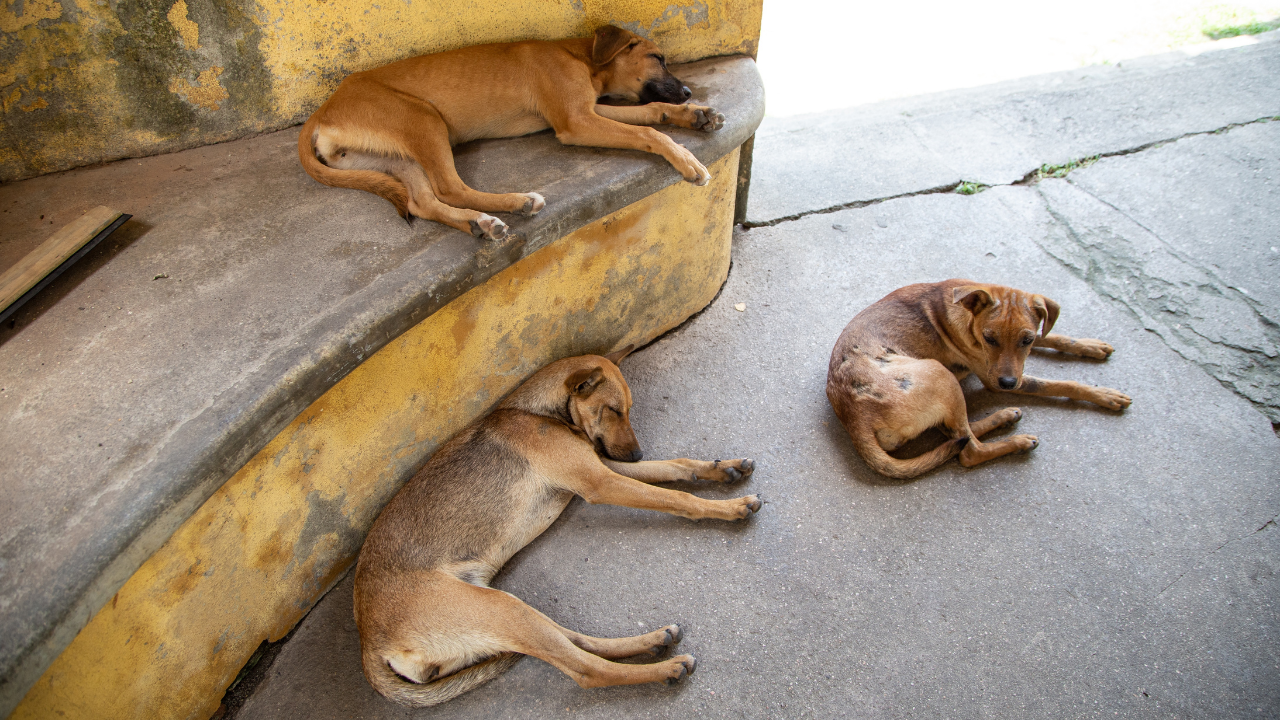 İstanbul’da Sokak Köpeklerini Beslemek Yasaklandı mı? Yeni Genelgeyle Gelen Kısıtlamalar ve Cezalar