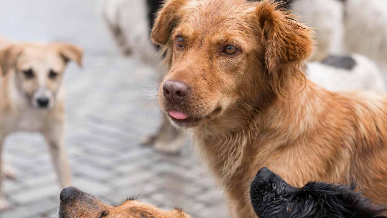 İstanbul’da Sokak Köpeklerini Beslemek Yasaklandı mı? Yeni Genelgeyle Gelen Kısıtlamalar ve Cezalar