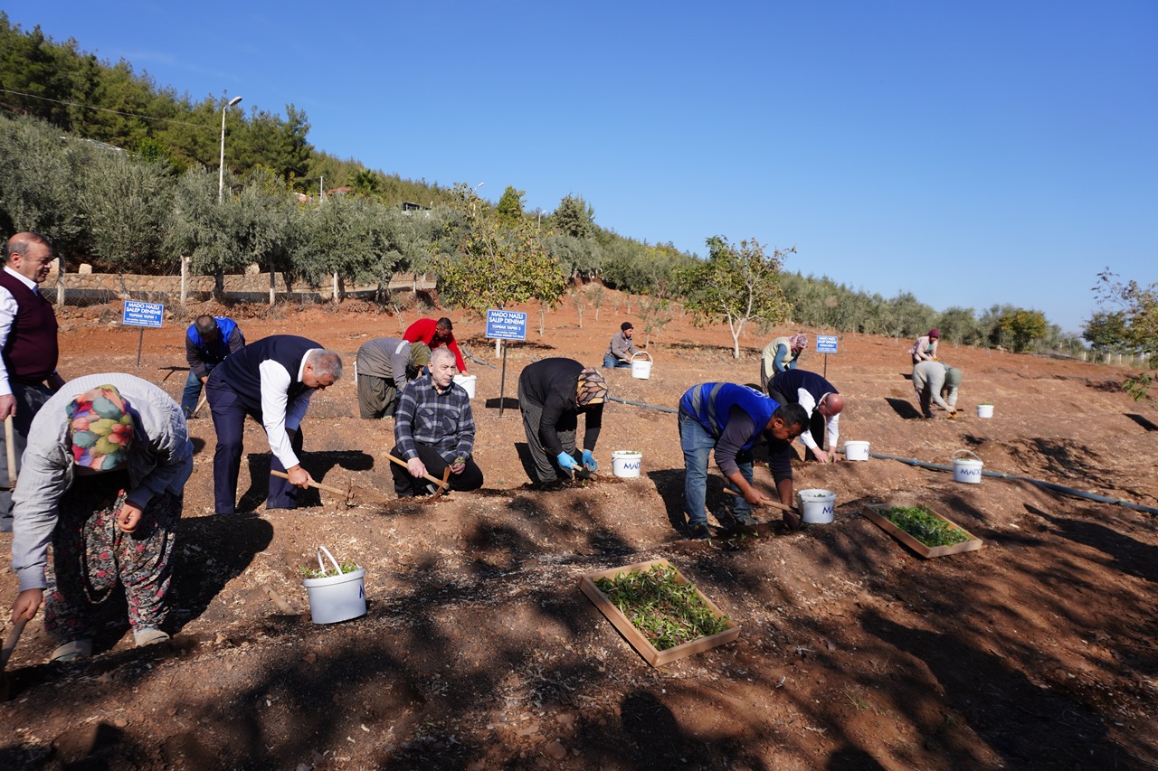 Kahramanmaraş'ta Maraş Dondurması İçin Özel Salep Üretimi Başladı (1)