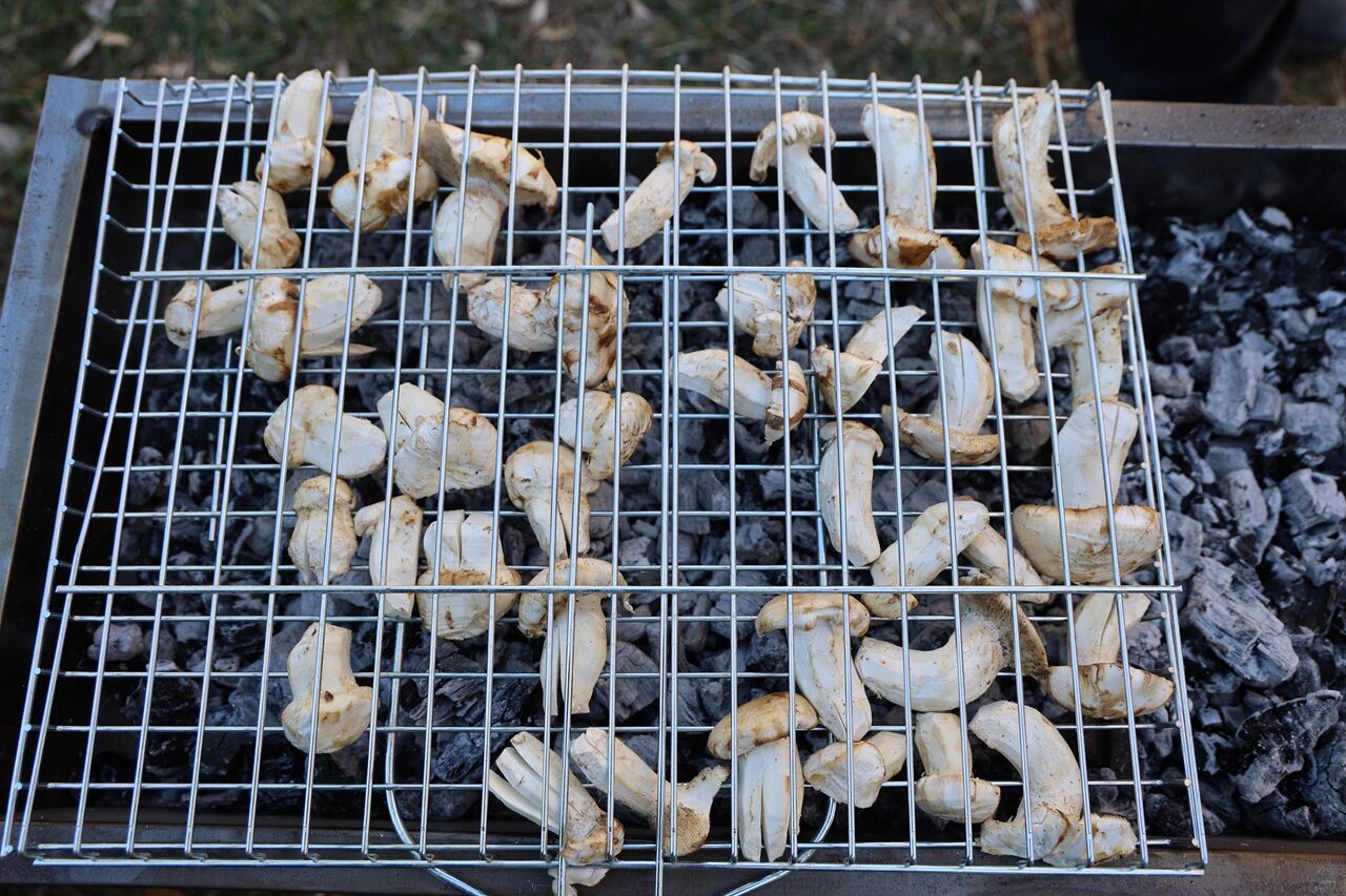 Kilosu Etle Yarışıyor Japonların Gözdesi “Sedir Mantarına” Yoğun İlgi (1)