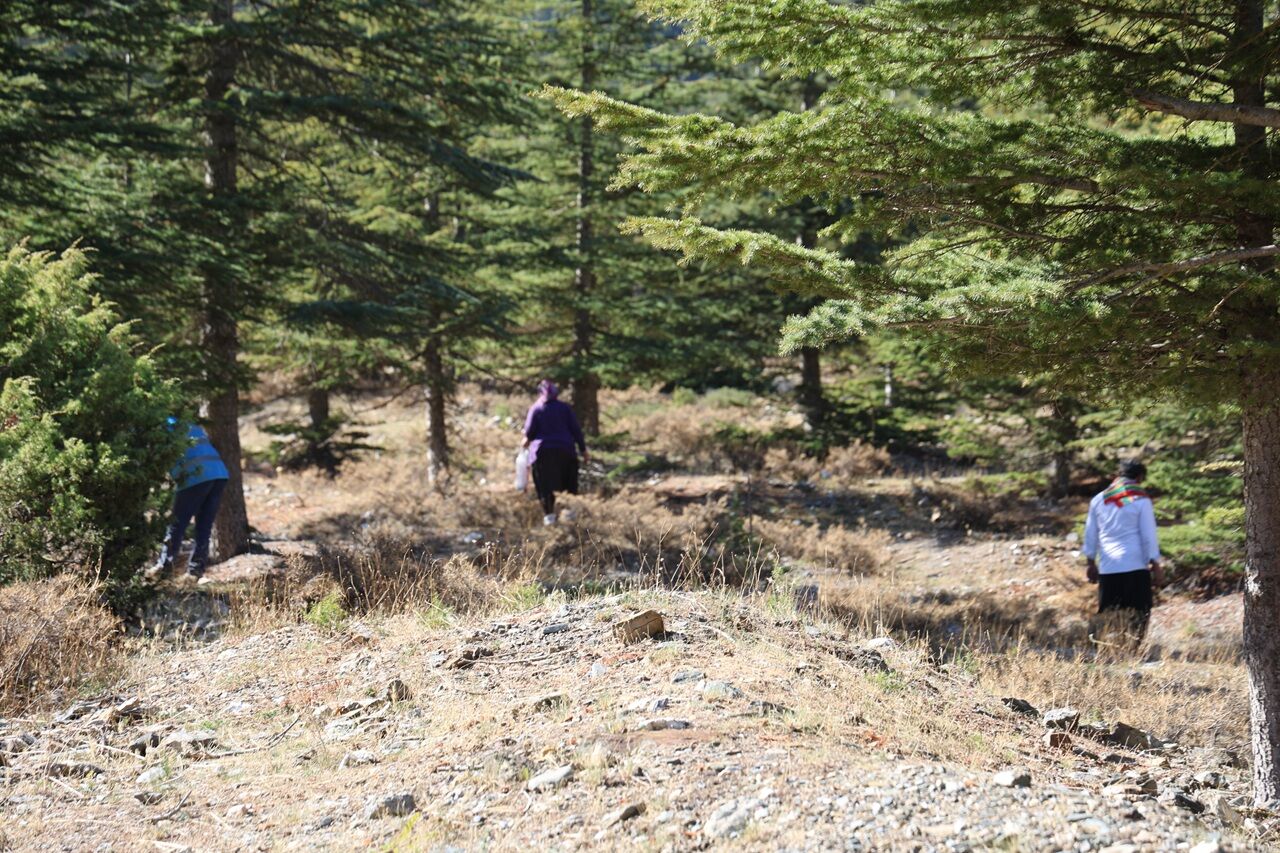 Kilosu Etle Yarışıyor Japonların Gözdesi “Sedir Mantarına” Yoğun İlgi (3)