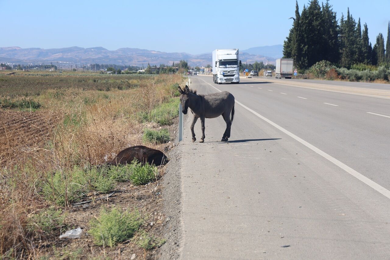 Telef Olan Eşeğin Sıpası, Annesinin Başında Saatlerce Bekledi (1)