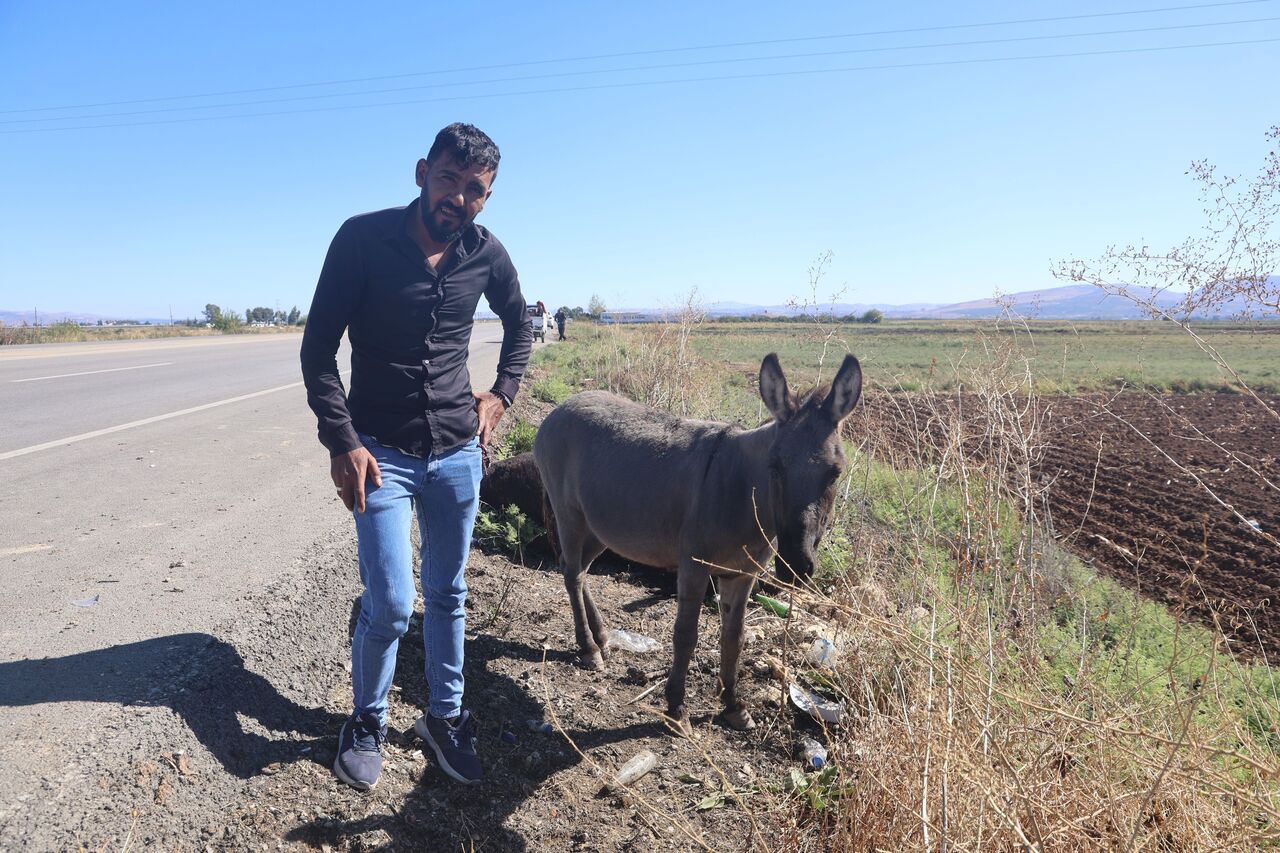 Telef Olan Eşeğin Sıpası, Annesinin Başında Saatlerce Bekledi (2)