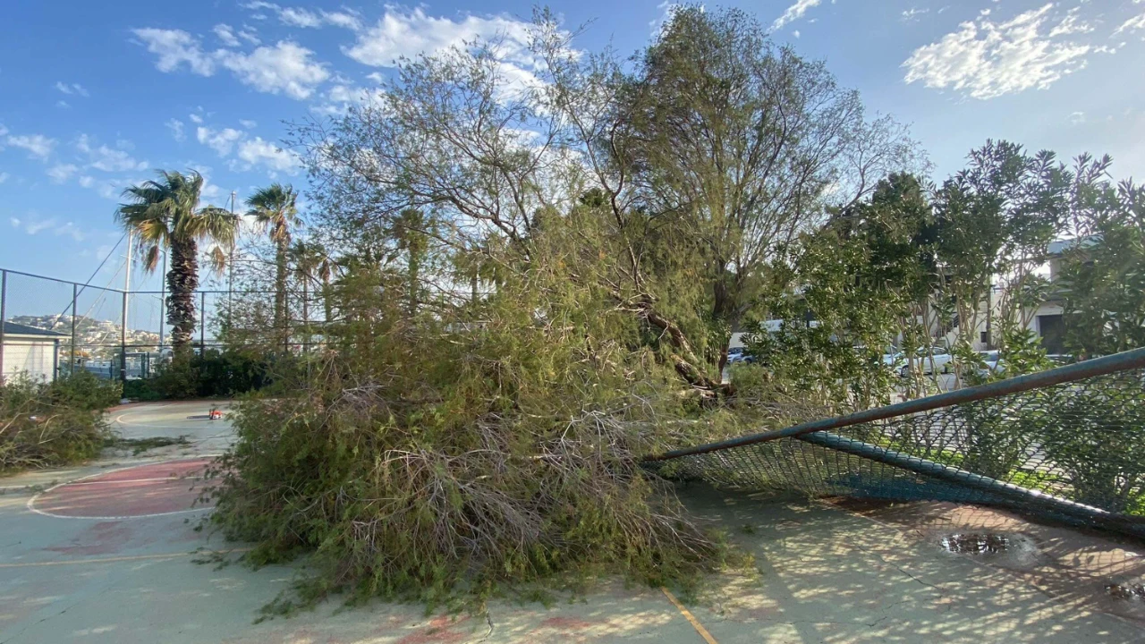 Bodrum’da Fırtına Hayatı Olumsuz Etkiledi Ağaçlar Devrildi, Feribot Seferleri Iptal (2)