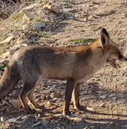 Kahramanmaraş’ta Emekli Polis Dağda Karşılaştığı Tilkiyi Çerezle Besledi (2)