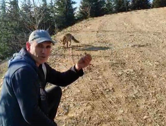 Kahramanmaraş’ta Emekli Polis Dağda Karşılaştığı Tilkiyi Çerezle Besledi (3)