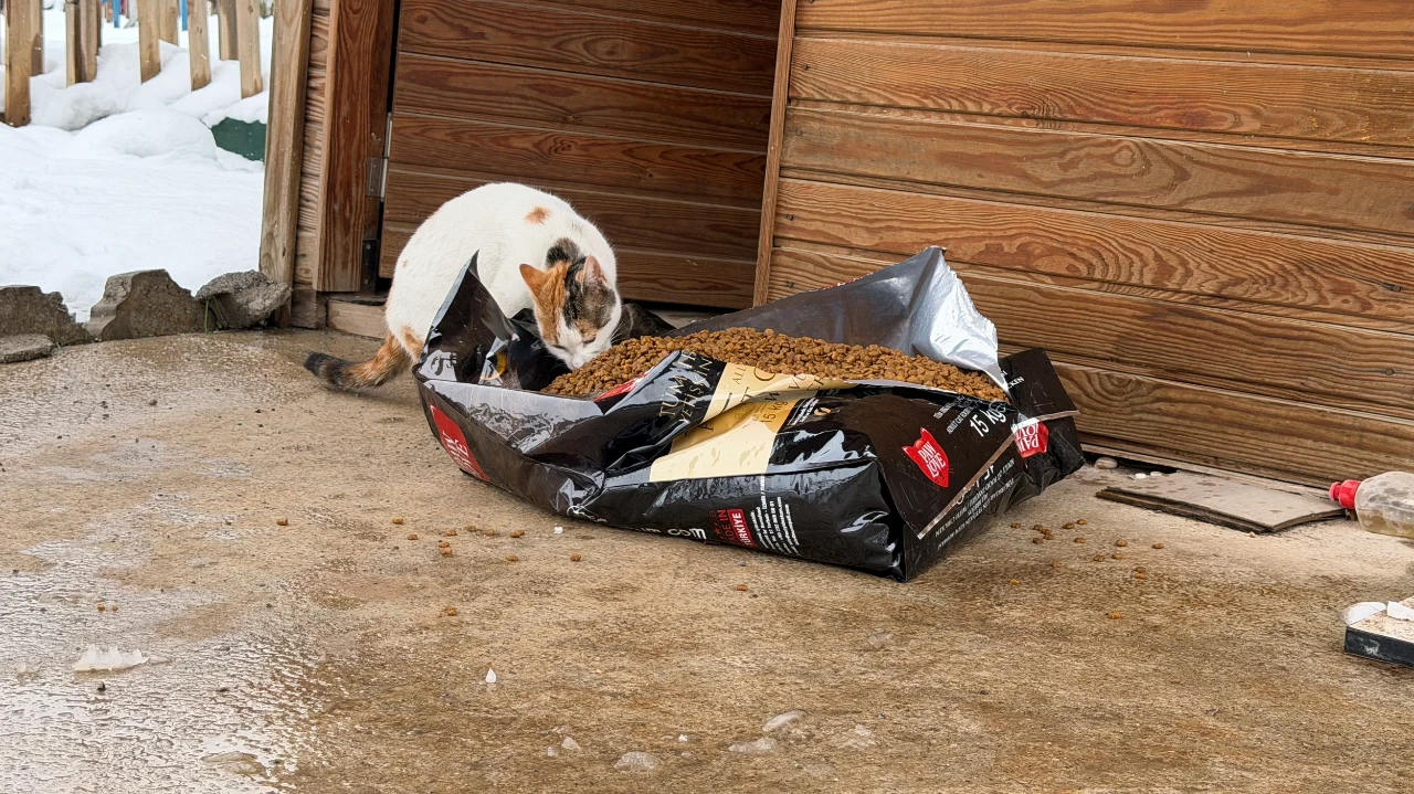 Kahramanmaraş’ta Kar Ve Soğuk Hava Altında Sokak Hayvanlarına Yardım Eli (4)