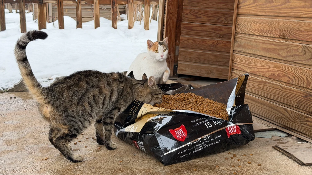 Kahramanmaraş’ta Kar Ve Soğuk Hava Altında Sokak Hayvanlarına Yardım Eli (5)