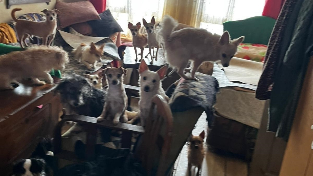 Kocaeli’de Evde Tutulan 38 Köpek Ve 17 Kedi Kurtarıldı1