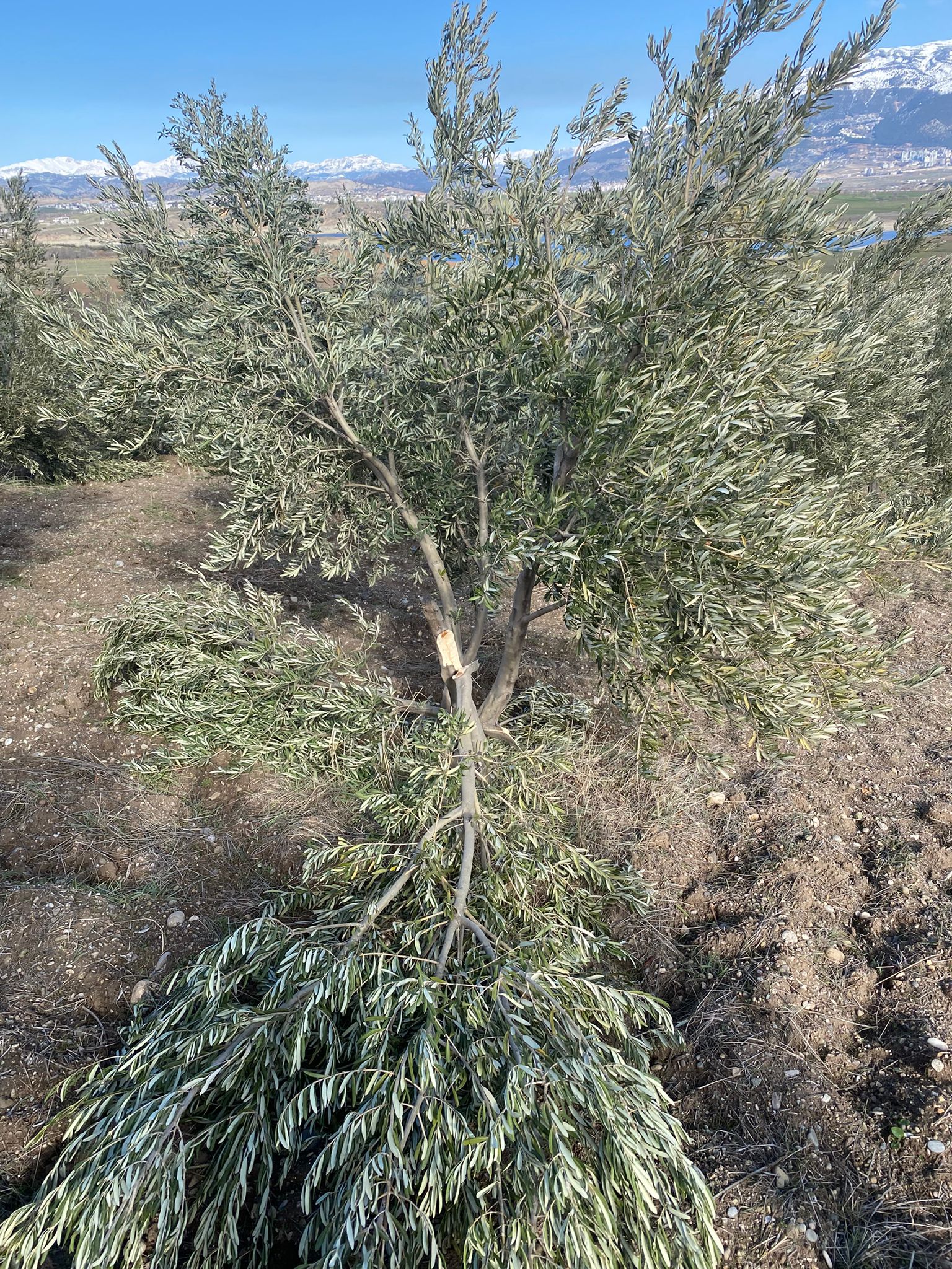 Whatsapp Image 2026 01 18 At 14.00.10