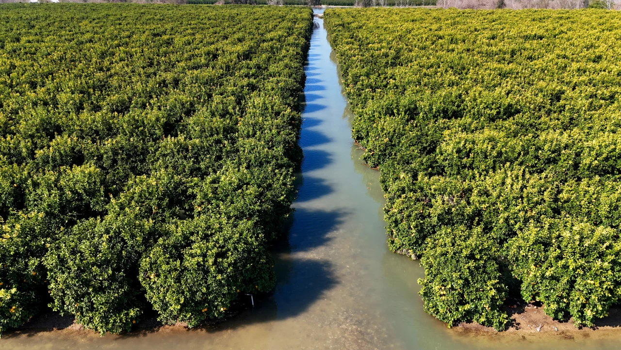 Adana’daki Sel Felaketi Tarım Arazilerini Sular Altında Bıraktı (4)