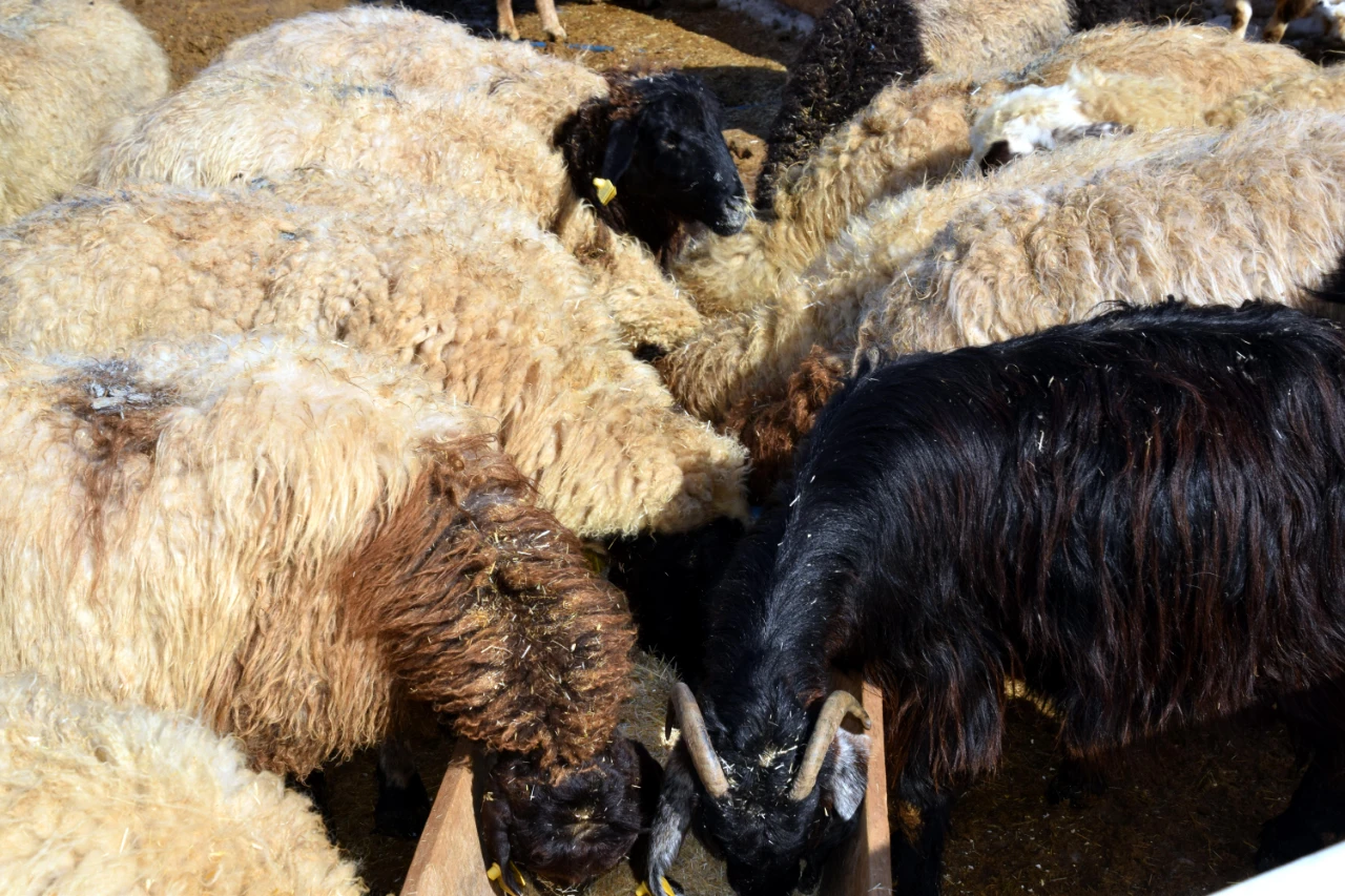 İstanbul’u Bırakıp Köyüne Döndü, Sürüsünü 680’E Çıkardı (4)