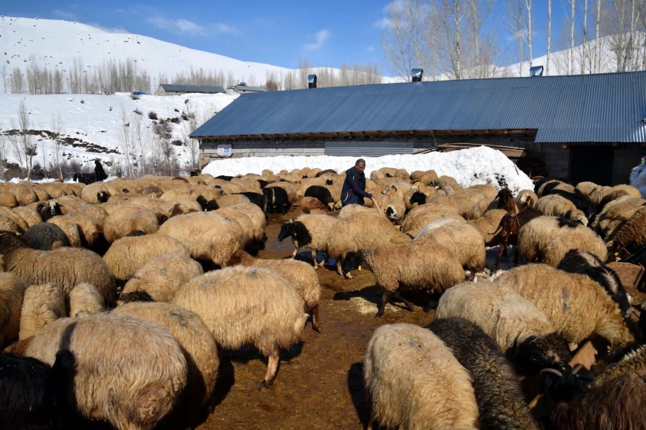 İstanbul’u Bırakıp Köyüne Döndü, Sürüsünü 680’E Çıkardı (6)